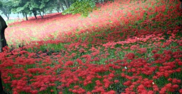꽃무릇큰잔치가 열리는 해보면 용천사 인근의 꽃무릇공원