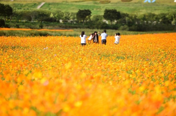 10월 1일 열리는 장성 황룡강 노란꽃잔치에 세 가지 테마의 정원이 조성될 예정이다.