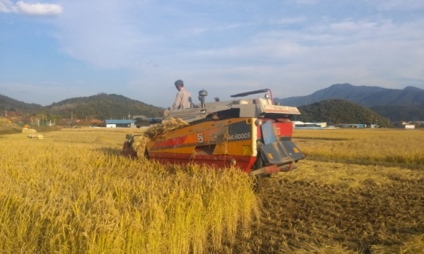콤바인을 이용해 벼를 수확하고있는 농부.