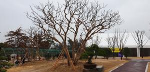 신안 압해도 분재공원에 4억짜리 배롱나무 기증