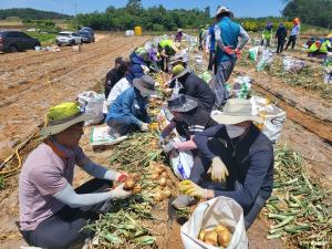 함평군 농업기술센터-농협군지부, 농촌 일손돕기 ‘구슬땀’
