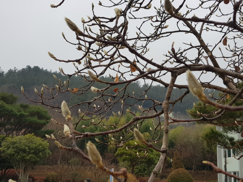 포근한 날씨 속 살포시 고개를 내민 벚꽃나무가 '비'를 머금고 있다