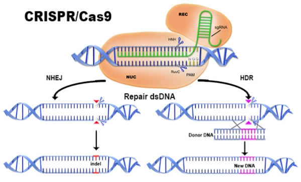 CRISPR/Cas9 기술