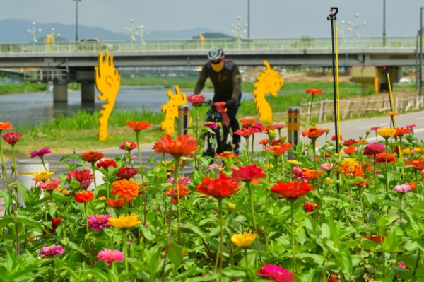 장성 황용강변 꽃공원.