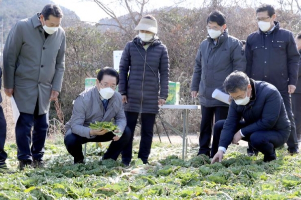 김영록 전남지사가  봄동 수확 현장을 찾아 생육 상황과 출하 동향을 점검하고 있다.