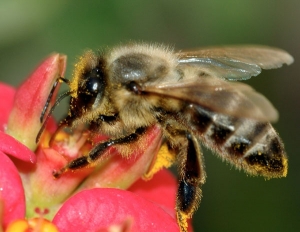 꿀벌 실종사태