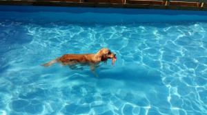 ‘반려견 수영대회’에 참가할 강아지 다이빙 폼을 보셨나요?’