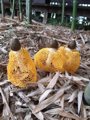 담양 대나무숲에 나타난 ‘버섯의 여왕’ 망태버섯의 아름다운 자태