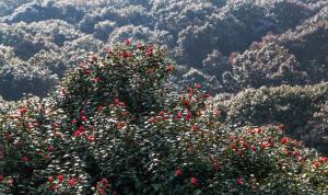 ‘대한민국 100대 명품숲’에 전남숲 10곳