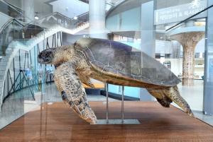 신안갯벌박물관, 국내 최대 푸른바다거북 표본 전시