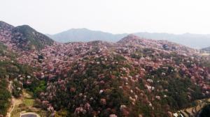 담양군, 제1회 금성면 고비산 산벚꽃축제 개최